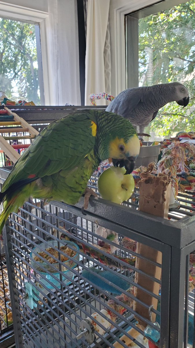 lisajaws77's tweet photo. @hiitaylorblake I say this exact same speech to my 2 parrots. Every. Single. Day. Of. My. Life. 😫 https://t.co/vOLrdYCr2Q