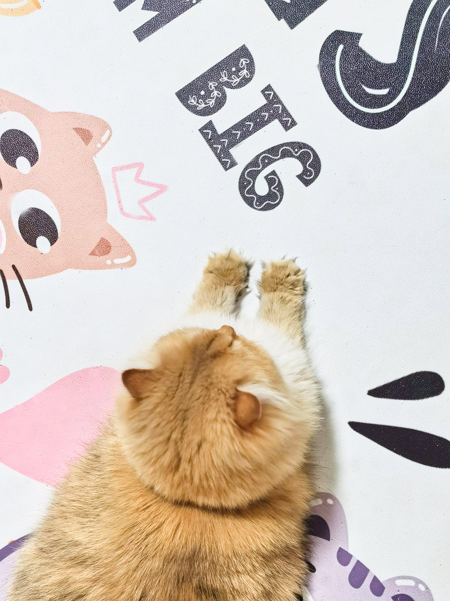 CatterySaber's tweet photo. This angle makes your legs look so short. That is so funny.#funniesttweets #funny #CatsOnTwitter #CatsOfTwitter #cats #KittensOfTwitter #kittens #kitten #cattery #CuteCats #猫咪社区 #猫のいる暮らし #猫のいるくらし #britishcat #britishlonghair #NY11 https://t.co/Eq2u9qd9vS