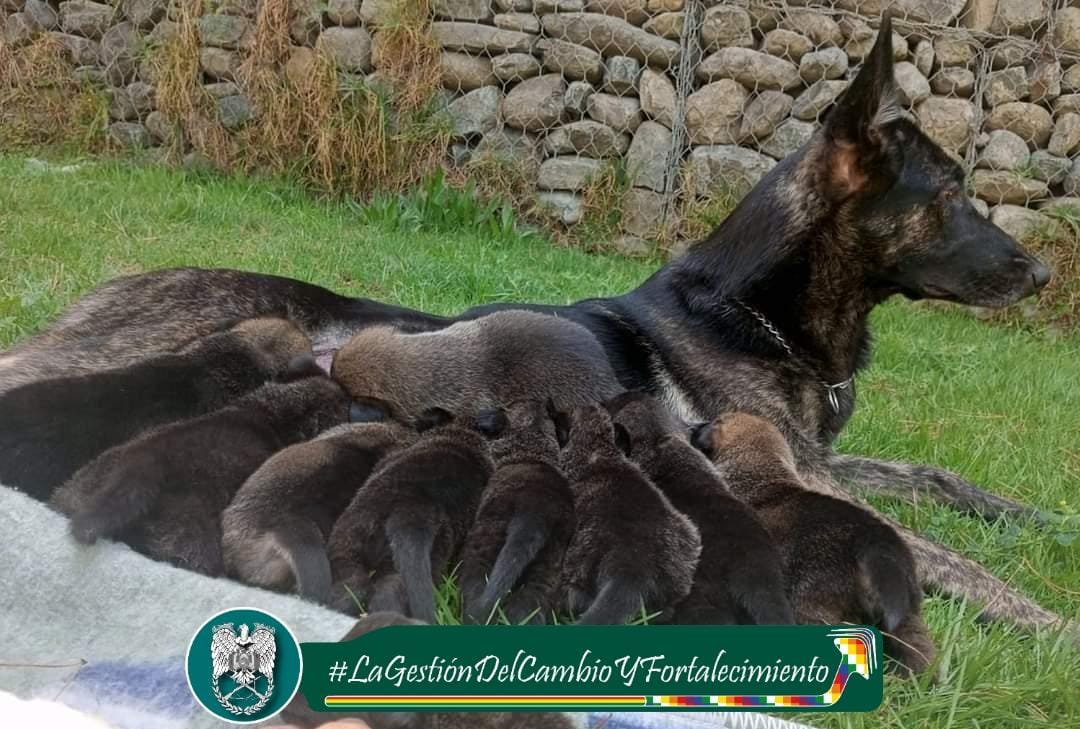 Pol_Boliviana's tweet photo. Damos la bienvenida a la familia policial a nuevos cachorritos de raza pastor holandés, nacidos en el área de maternidad del #CIOK #k-9”, que en el futuro se convertirán en canes adiestrados para coadyuvar en la lucha férrea contra el narcotráfico. https://t.co/Y96BqPMHdh
