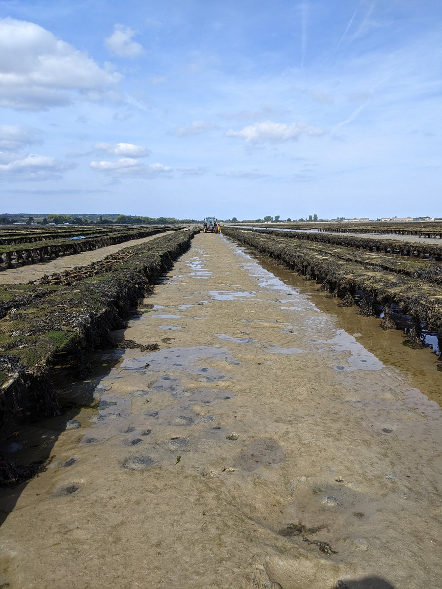 ZardiGerardo's tweet photo. First day of work at Satmar (#Normandy) for the new exciting project #coolOYSTERS under the #WinningNormandy scheme.
#Normandie #heatwave #oysters @Universite_Caen https://t.co/swIIzNVw3t