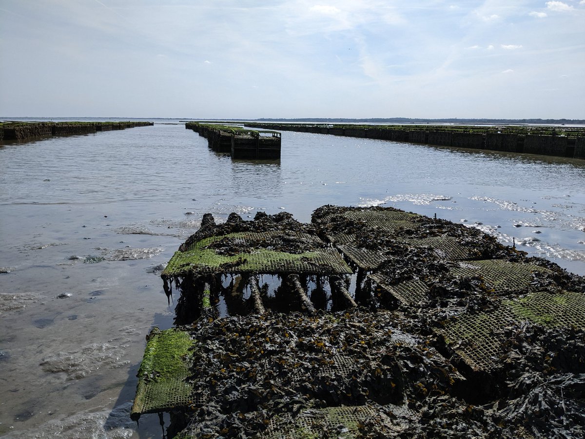 ZardiGerardo's tweet photo. First day of work at Satmar (#Normandy) for the new exciting project #coolOYSTERS under the #WinningNormandy scheme.
#Normandie #heatwave #oysters @Universite_Caen https://t.co/swIIzNVw3t