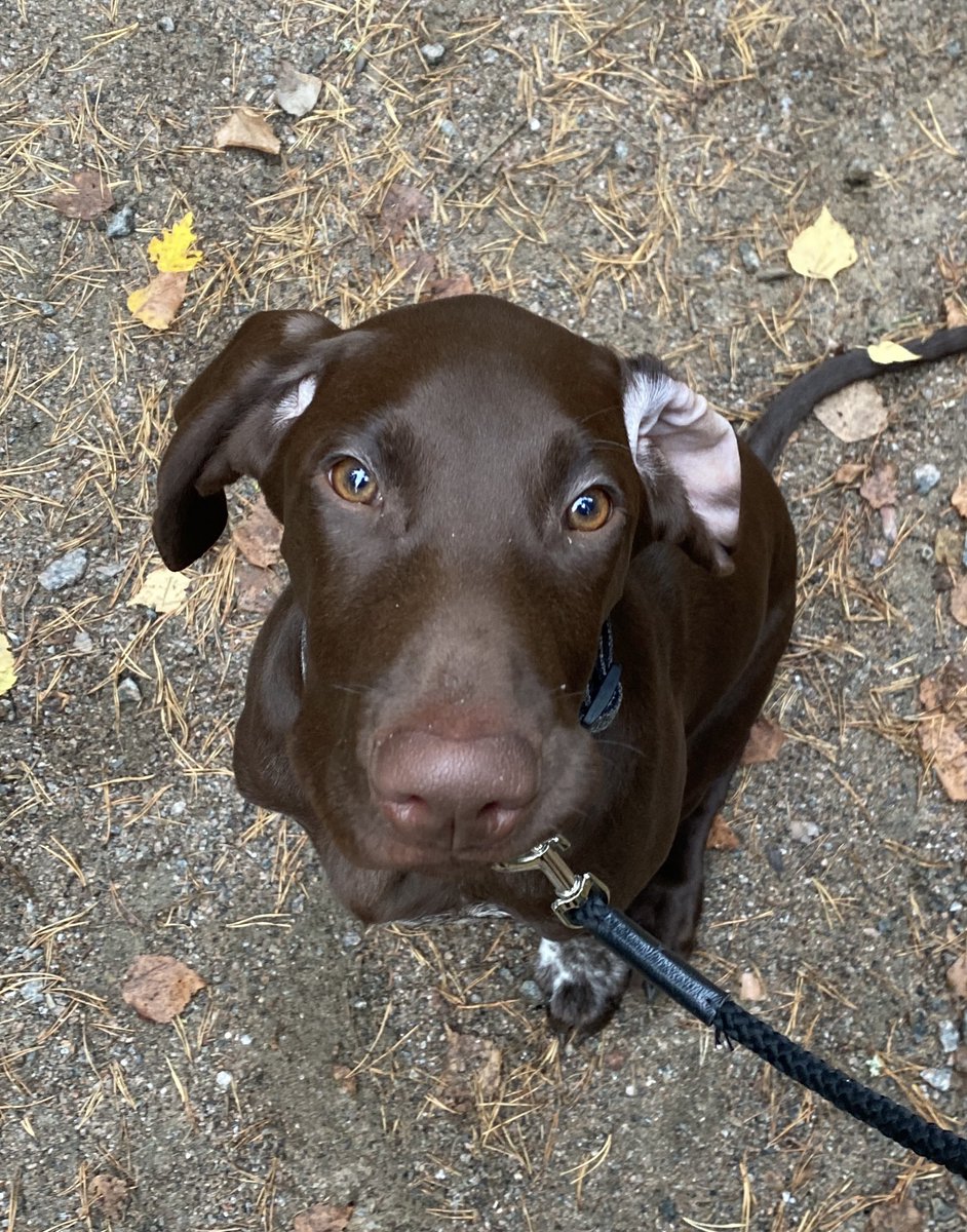 memmu75's tweet photo. @TuomasEnbuske Paljon onnea! Tässä Mikke 4 kk 🐾 https://t.co/ljZaWNDPcu