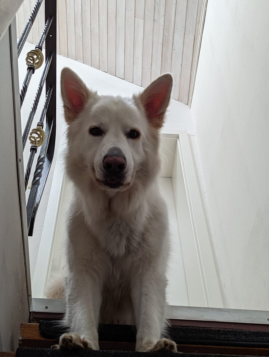 bzngbazinga's tweet photo. @Shortytv__ Sneaky peaky shiro https://t.co/VeRFodIdnO