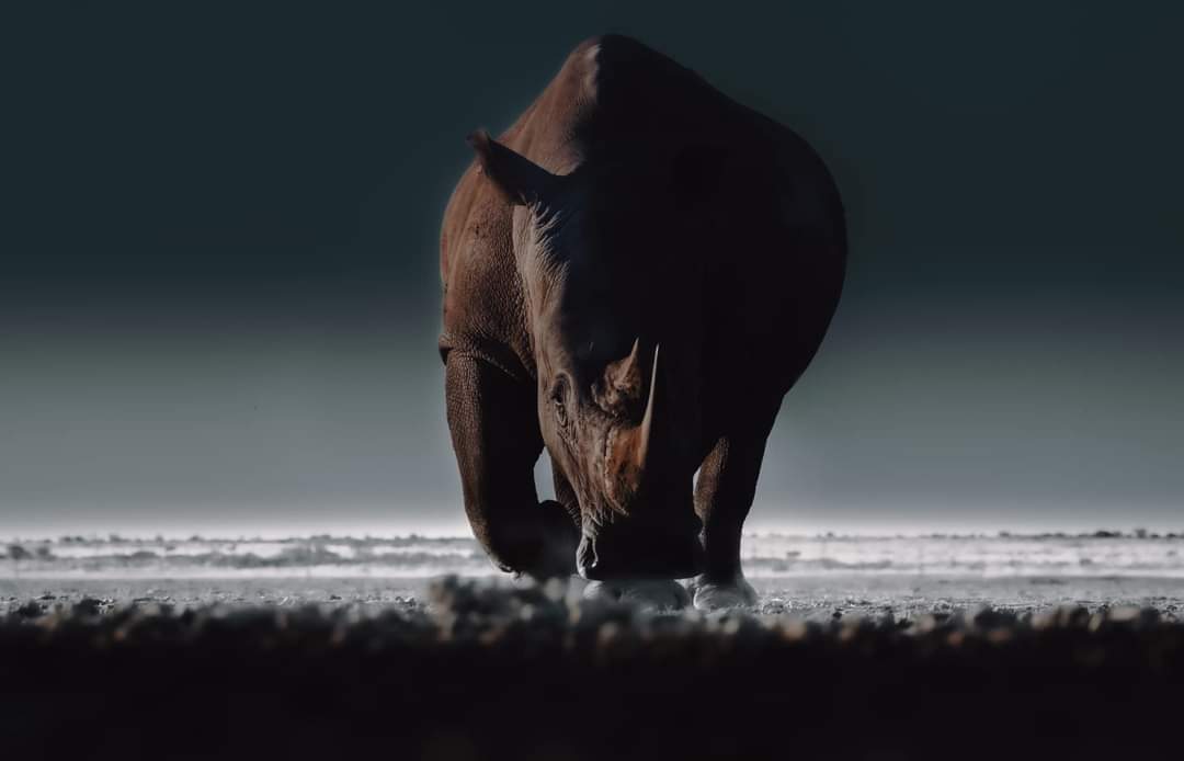 InfoBushlife's tweet photo. #WorldRhinoDay2022
Spreading awareness and educating people about the rhinoceros and the dangers they are facing. They have become critically endangered due to continuous growth in poaching and habitat loss. https://t.co/MP1lrVYq01