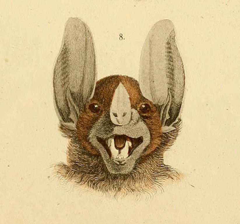 pizzalawyer420's tweet photo. Today's good faces come from the 1835 "Edinburgh journal of natural history and of the physical sciences".

https://t.co/ZE7uC5y6gY https://t.co/rPdFyHqQ7r