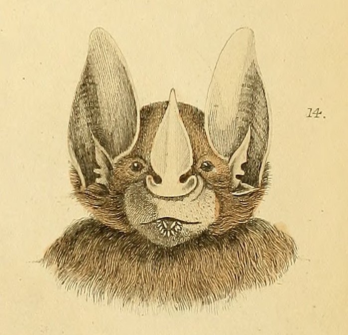 pizzalawyer420's tweet photo. Today's good faces come from the 1835 "Edinburgh journal of natural history and of the physical sciences".

https://t.co/ZE7uC5y6gY https://t.co/rPdFyHqQ7r