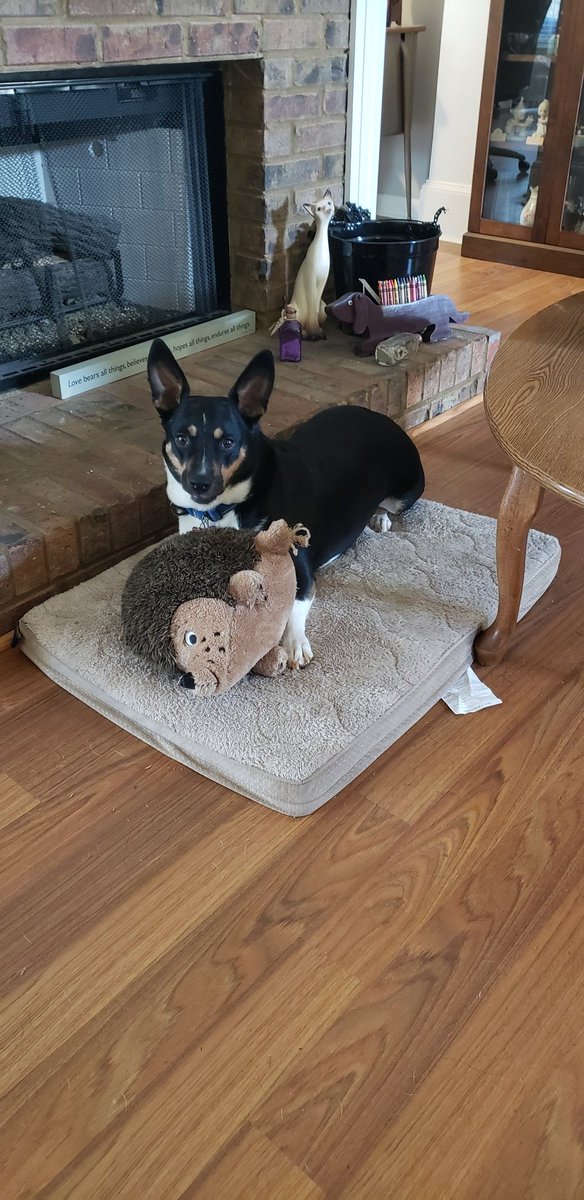 FlightWing's tweet photo. @ashhhhhhole Bella (corgi), and hedgie https://t.co/ZWZmPZomkq