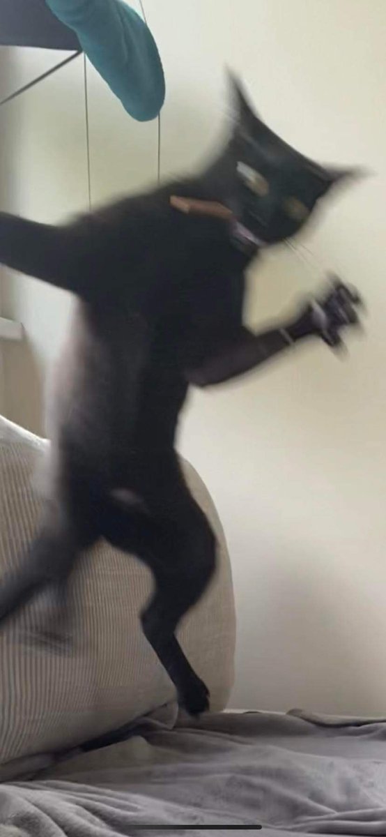 animals going goblin mode (@mischiefanimals) on Twitter photo 