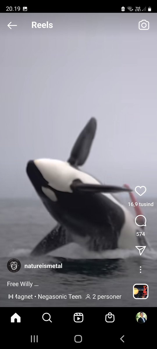TobiasSandfeld's tweet photo. Er jeg den eneste, som er rystede over at en spækhugger penis er rød, grænsende til lyserød? 😱🤯🤩
#natureismetal #orcalife https://t.co/fdnWB11ttI