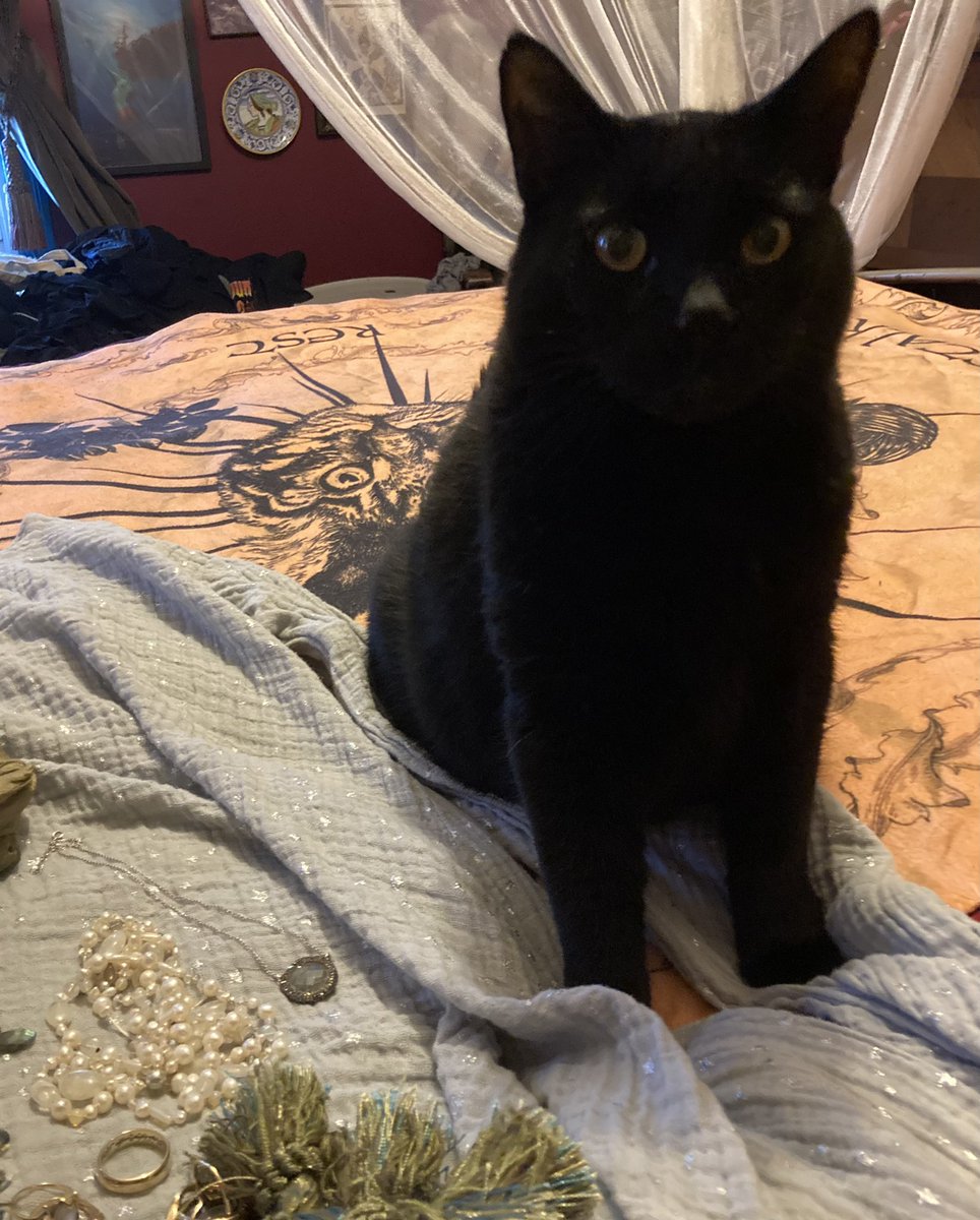 FELINEORACLE1's tweet photo. Mooch is helps me pick an Outfit for International Hobbit Day! #InternationalHobbitDay #MoochtheOracle #yourfamiliarisspeaking #Tolkien #FrodoLives https://t.co/SRSRDfxqj3