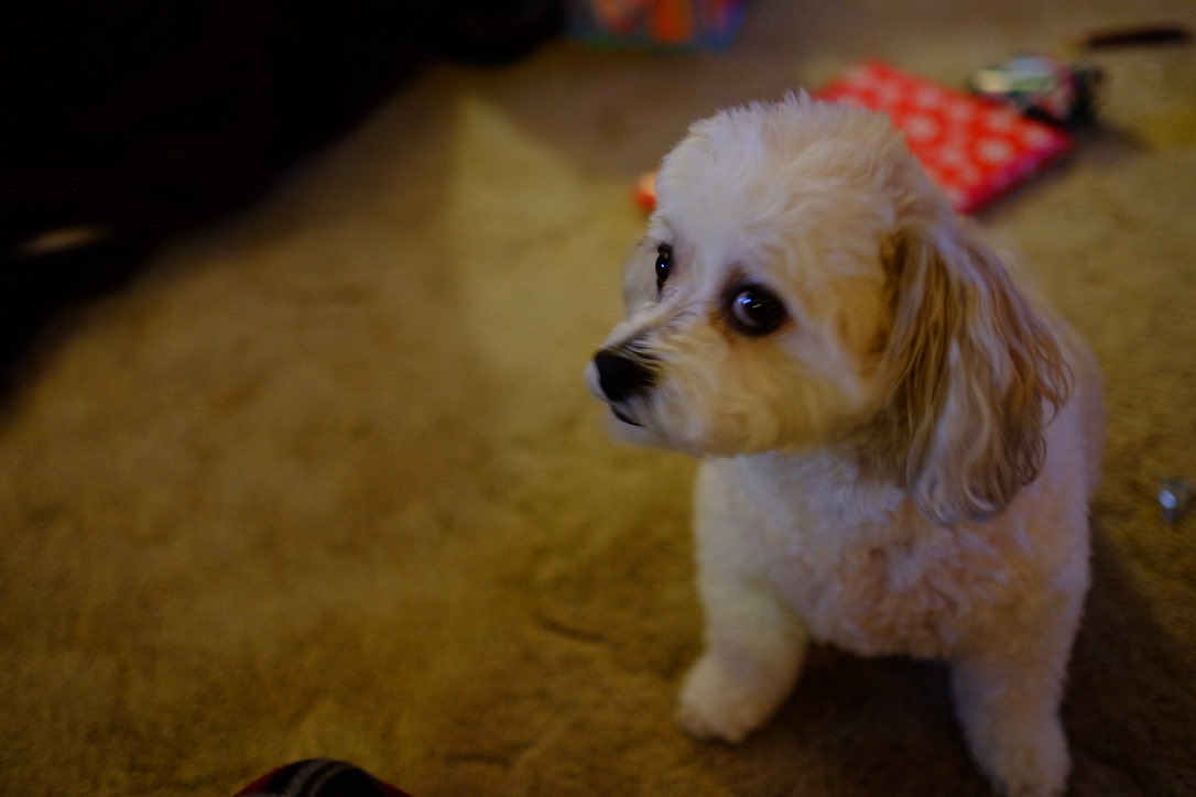 Jonathan_Webb_'s tweet photo. Lost a furry friend today.
My parent’s dog Sadie passed away after a long battle w/ Cushing’s.
She was a good girl, shy, but very loving, who liked to go for walks, hang out under the couch, &amp; chase squirrels.
She would have made a great scholar of international canine relations https://t.co/xcWJRzWfKm