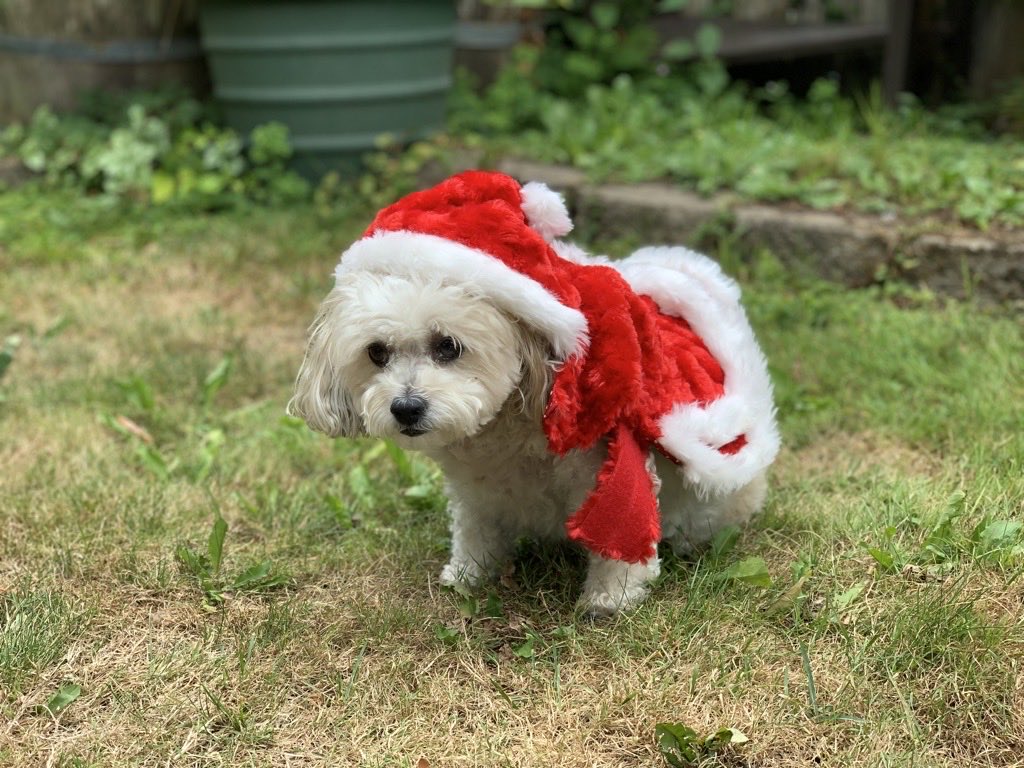 Jonathan_Webb_'s tweet photo. Lost a furry friend today.
My parent’s dog Sadie passed away after a long battle w/ Cushing’s.
She was a good girl, shy, but very loving, who liked to go for walks, hang out under the couch, &amp; chase squirrels.
She would have made a great scholar of international canine relations https://t.co/xcWJRzWfKm