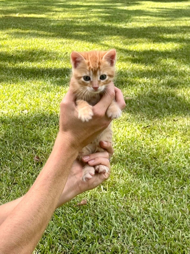 NelsonArchive2's tweet image. *Picking him up*