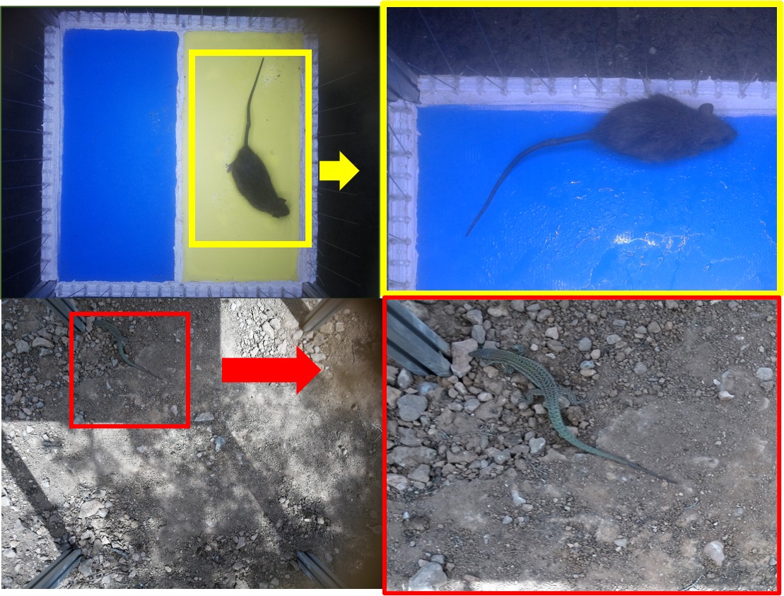mikel_heredia's tweet photo. 📸Las trampas electrónicas no solo fotografían microinvertebrados, también en ocasiones nos ofrecen instantáneas de otros seres vivos, como roedores🐀(Rattus rattus) y la bella la lagartija  de las pitusas 🦎(Podarcis pityusensis) en islotes de baleares. @ento_e @ZoologiaUIB https://t.co/C2xbXN9Z4v