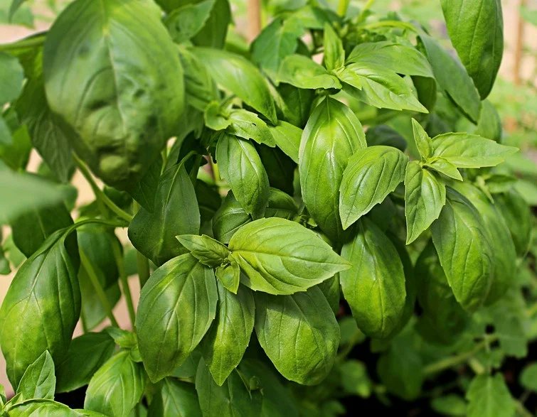 htsfarms's tweet photo. East West Chang Sweet Basil Seed germinates within 7-10 days after planting and the leaves can be harvested as the flowers begin to open.
Get yours now at https://t.co/eTZRYqrP87 to harvest any time, we are just a call and DM away.
#htsfarms #basilseed #AbujaTwitterCommunity https://t.co/G1O54rkaH0