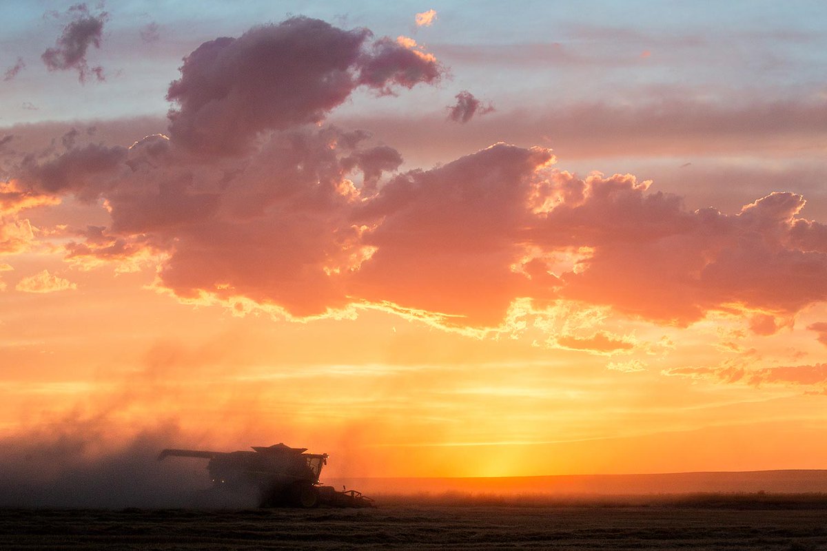 A combine cutting wheat at sunset near Big Sandy, Montana.

#montana #photography #harvest2022 #sunset #agriculture #mtagriculture #stockphotos #stockphotography #montanamoment