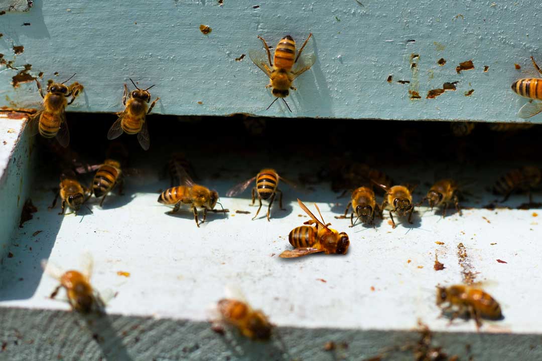 blueskybees's tweet photo. Can you spot out robbing when it happens? Learn more about bee robbing in our latest blog post!
https://t.co/e6jARnZ6j1
#beekeeper #apiary #bees #honeybees https://t.co/kAviJ9kaiX