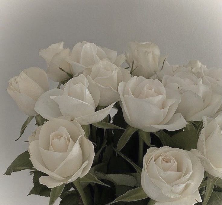 white roses