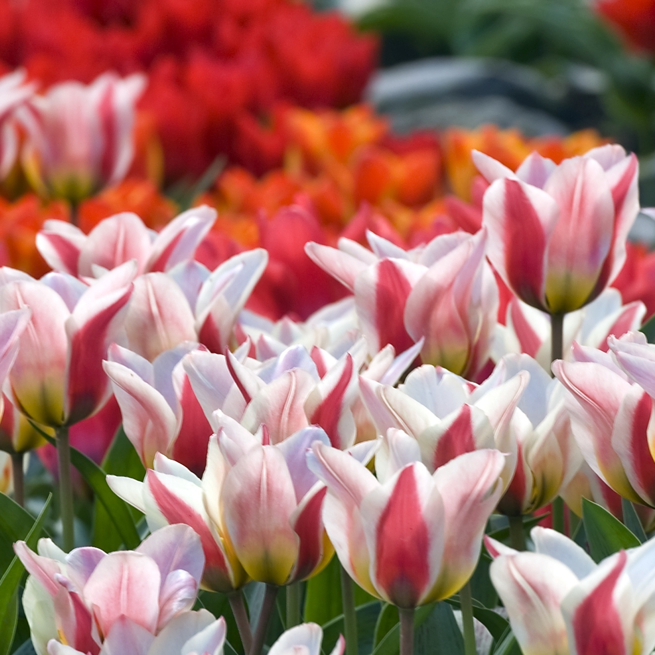 John Scheepers Bulbs (BeautyFromBulbs) / Twitter