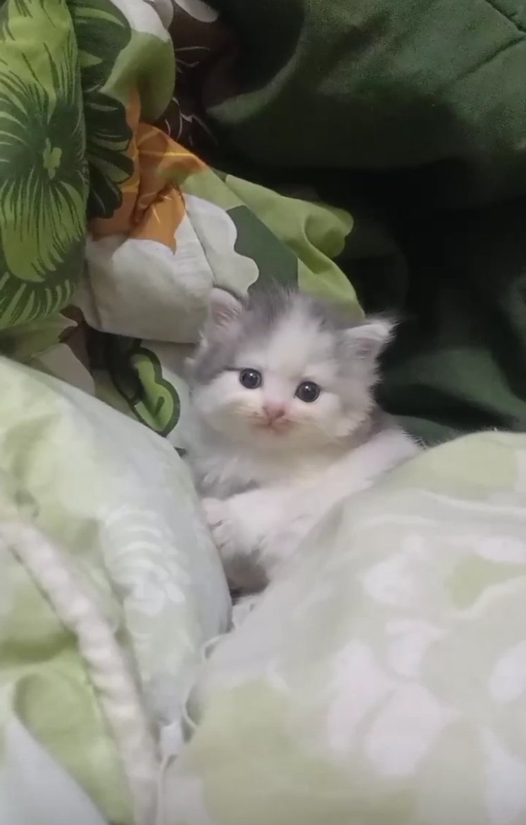 kochengfs's tweet photo. 🐈 Emg aku ngga cocok jd ketua genk?😠 https://t.co/WHNjOvrf8a