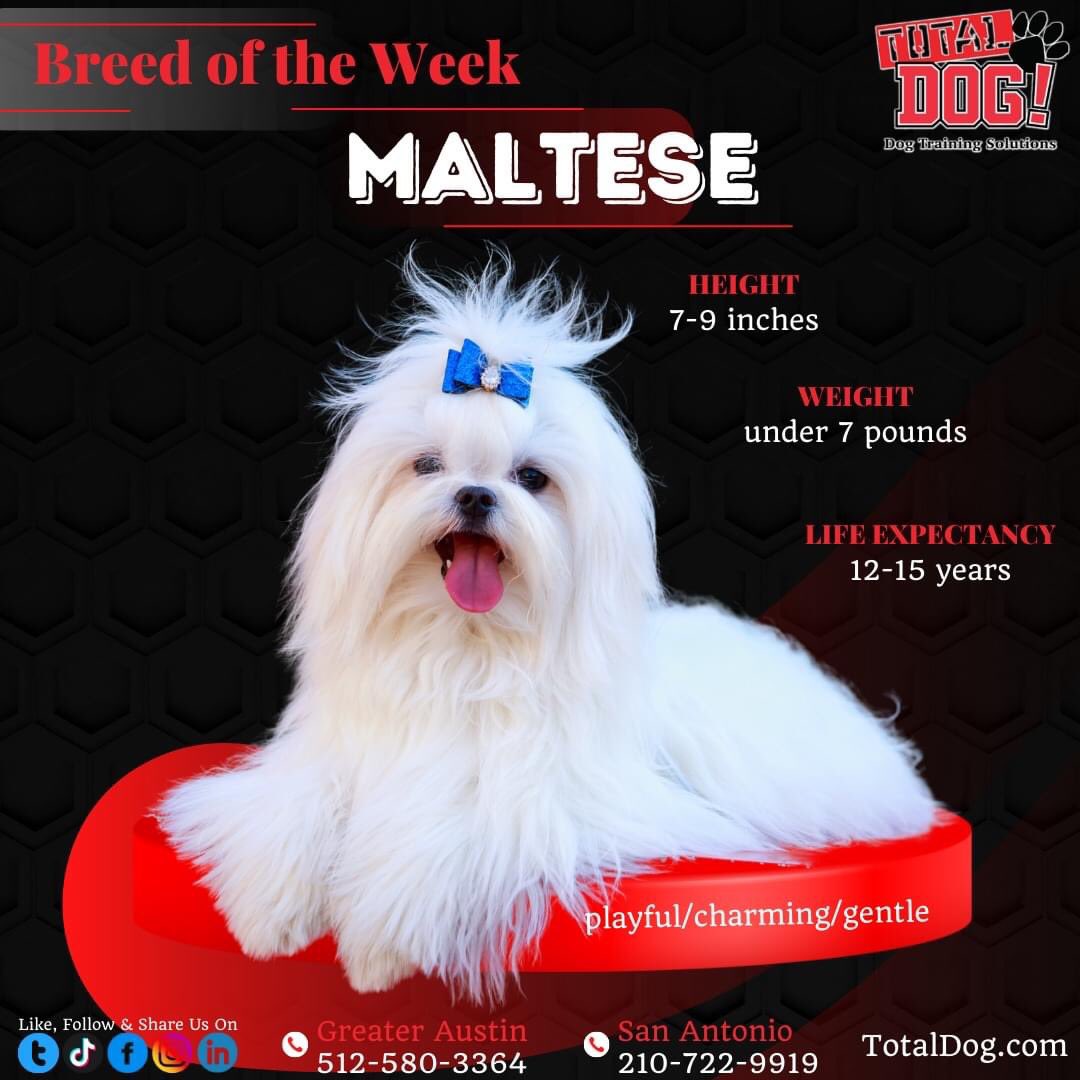 Total_Dog's tweet photo. The Maltese rarely shed their fur &amp; are long-lived &amp; eager to establish relationships with people of all ages. They respond positively to teaching based on rewards. They can’t be expected to be silent. They’ll bark to let you know if they’re content or if something bothers them. https://t.co/2IoFnQw4R7