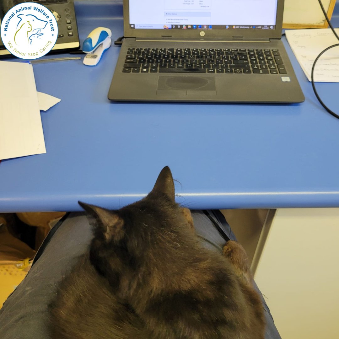 NAWT_updates's tweet photo. Bellatrix is the cutest office assistant 💻🖱
She is currently up for rehoming and you can view her full profile here: https://t.co/5ksbeLE9a1
#petservices #adoptdontbuy #rehoming #nawt #rescueacat #adoptacat #cat #animalcharity #helphomelessanimals #homelessanimals #adopt https://t.co/LaawNEIiGX