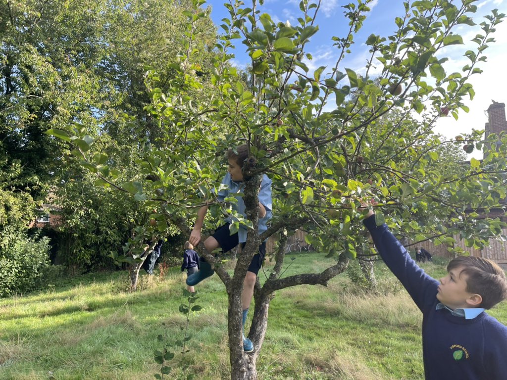 SibfordJS's tweet photo. #SibfordJSEcoCouncil busy #harvesting #apples for #SibfordAppleDay at the end of the week! Wonder what theyโll be used forโฆ @SibfordOxon #quakervalues #getoutside #outdoorclassroom #BeYouBeSibford #liveadventurously https://t.co/BbOnaNqJ4e