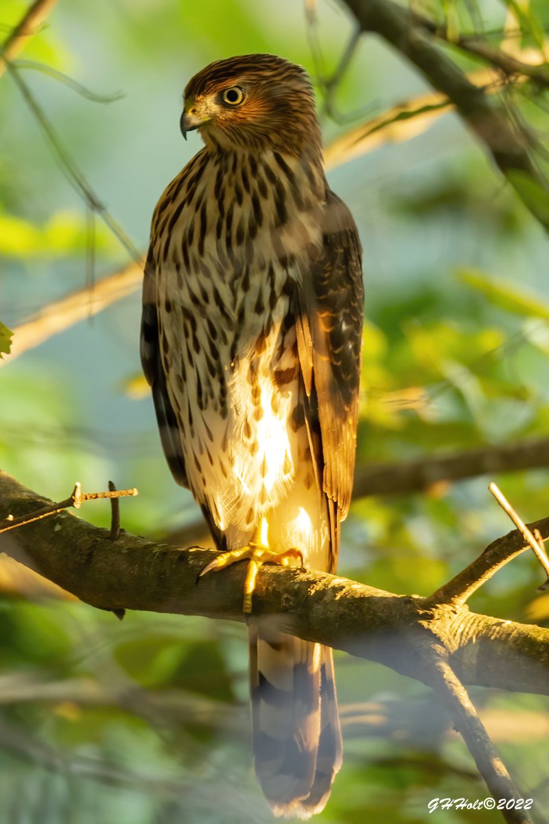 Young Red-shouldered Hawk during the golden hour looking to feast on my songbirds.
#TwitterNatureCommunity #NaturePhotography #naturelovers #birding #birdphotography #wildlifephotography #RedShoulderedHawk #raptors