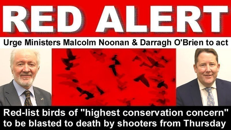 ⚠️🐇🐦⚠️ Ministers @noonan_malcolm and @DarraghOBrienTD are allowing cruel coursers to net 1000s of threatened hares from the wild and use them as live bait for dogs + allowing shooters to blast red-list birds of highest conservation concern out of the sky #BiodiversityCrisis