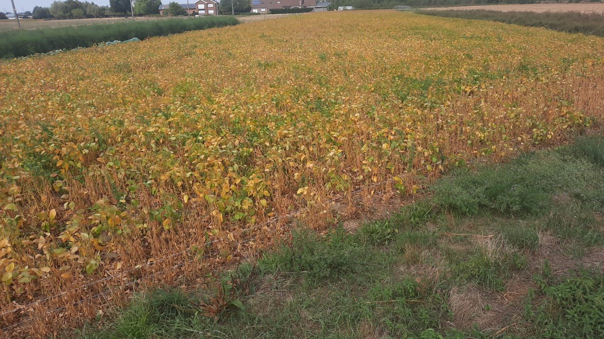 ILVOvlaanderen's tweet photo. Wat een mooie dag om deze Biograno soja in Wevelgem(foto’s  groeistadia) te OOGSTEN!   ⁦@jobrouns1⁩ proj. LoCoSoy: RelanceCall Eiwitshift. ⁦@FlandersFOOD⁩ ⁦@colruytgroup⁩ @protealis eerste bio-toepassing v jullie gloednieuw ras HERMES? ⁦@lavieestbelIe⁩ https://t.co/cFNjKOFPzR