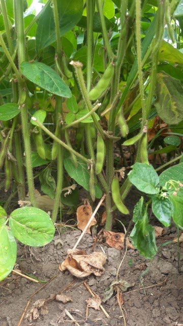ILVOvlaanderen's tweet photo. Wat een mooie dag om deze Biograno soja in Wevelgem(foto’s  groeistadia) te OOGSTEN!   ⁦@jobrouns1⁩ proj. LoCoSoy: RelanceCall Eiwitshift. ⁦@FlandersFOOD⁩ ⁦@colruytgroup⁩ @protealis eerste bio-toepassing v jullie gloednieuw ras HERMES? ⁦@lavieestbelIe⁩ https://t.co/cFNjKOFPzR