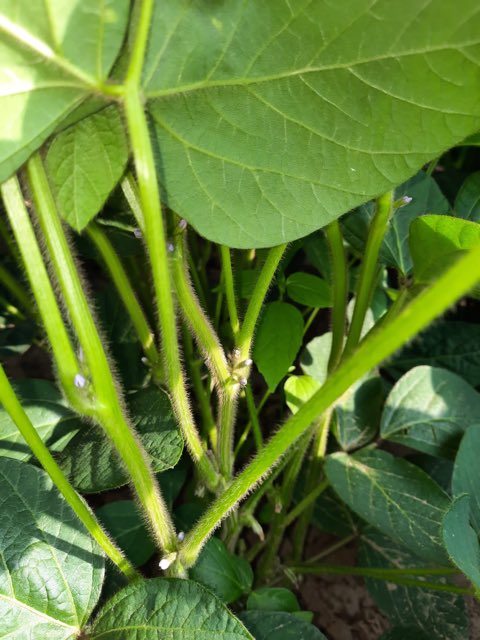 ILVOvlaanderen's tweet photo. Wat een mooie dag om deze Biograno soja in Wevelgem(foto’s  groeistadia) te OOGSTEN!   ⁦@jobrouns1⁩ proj. LoCoSoy: RelanceCall Eiwitshift. ⁦@FlandersFOOD⁩ ⁦@colruytgroup⁩ @protealis eerste bio-toepassing v jullie gloednieuw ras HERMES? ⁦@lavieestbelIe⁩ https://t.co/cFNjKOFPzR