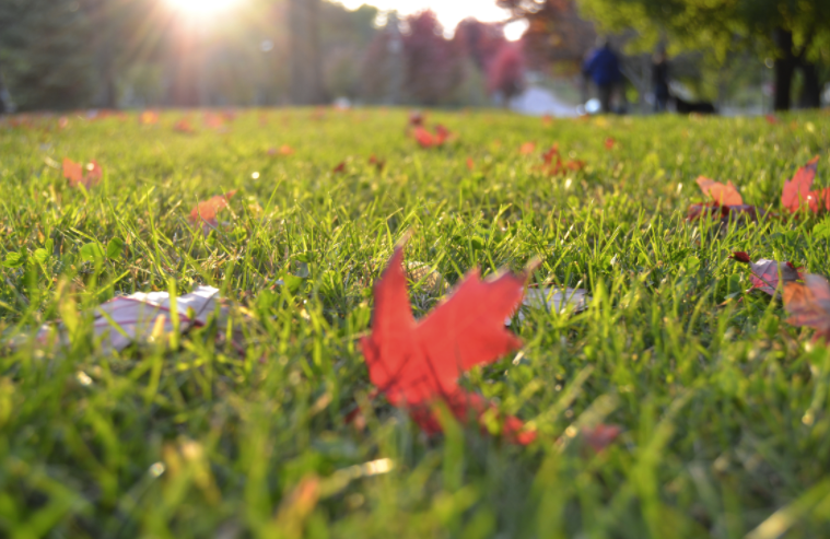 MightyGreenLawn's tweet photo. It’s the first day of #Fall! How you take care of your lawn now will affect it all Winter and Spring. Mighty Green offers a wide range of treatments that will help your lawn be its best throughout the year. Call today for a free estimate!  #lawncare #lawntreatment #falllawncare https://t.co/HoYWgqwkQu