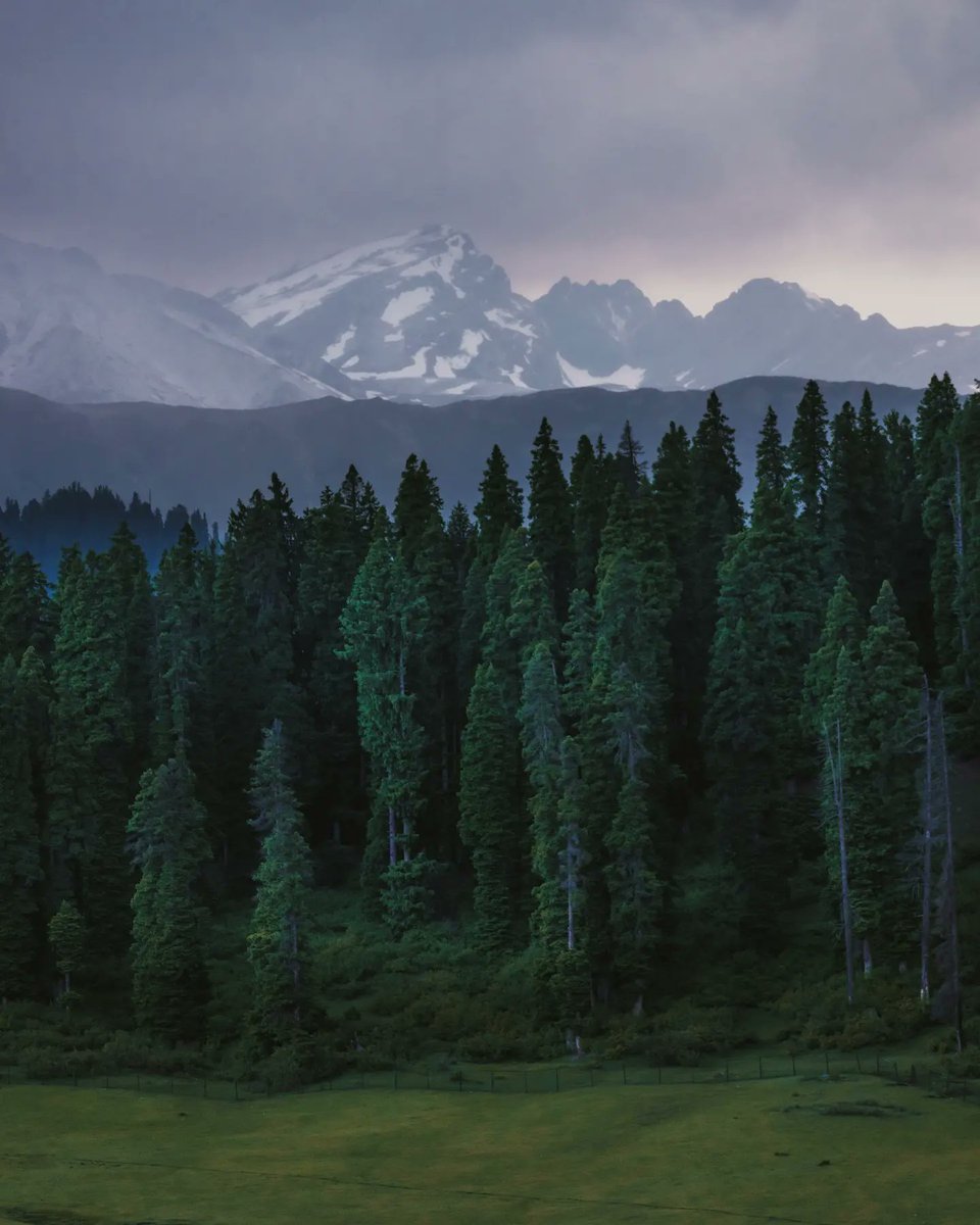 KashmirTML's tweet photo. Meadows of Kashmir.

#Kashmir #NFTCommunity https://t.co/Q2aV9RVcWt