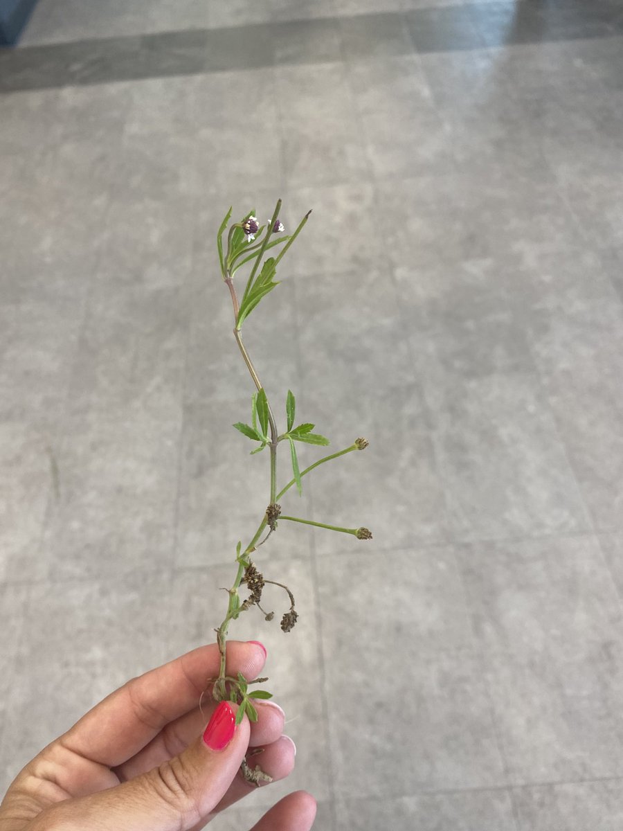 ShannaCanales17's tweet photo. When your life skills babies pick you a flower😍💐 #collabpe https://t.co/oGLjjts1Mz