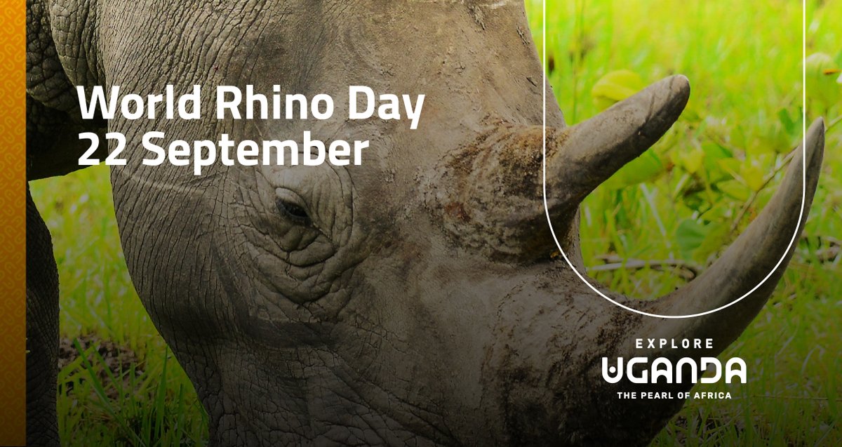 With their 2 horns and massive bodies, rhinos are a sight to behold in the wild. The Pearl of Africa is working to rebuild our rhino population and soon become home to all of the Big 5. Happy World Rhino Day! #ExploreUganda