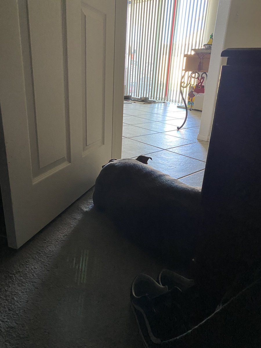 diamarxz's tweet photo. she then lays at my door until I’m ready to wake up, I love her so much 😭💕 https://t.co/19XG0RMRCi