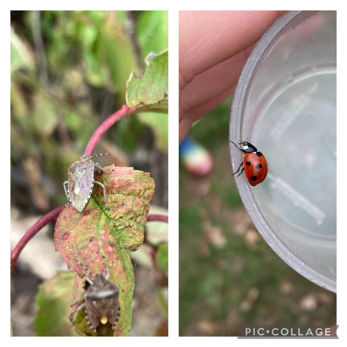 <a href="/HMC_School/">High Meadow Community School</a> going on an #autumn mini beast hunt 🕷🐌🐞 
We carefully searched various habitats to discover many of our small #forestschool friends! #nature #outdoorlearning