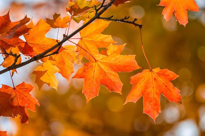 Happy 1st Day of Fall! Don’t forget about our awesome new Resource Bank available to all of our families for those fall/winter needs and wants. We have PLENTY of available items. <a href="/MV_Knights/">Moshannon Valley SD</a>
