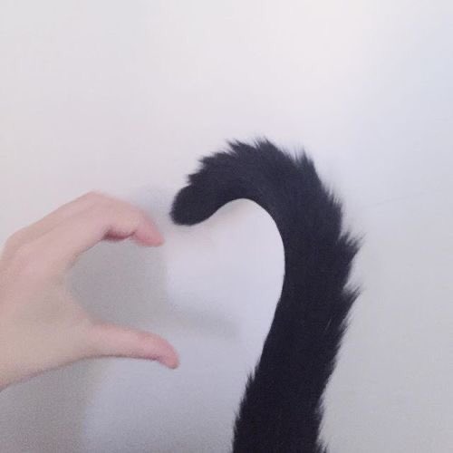 AD0R3ED's tweet photo. thinspo thread with cats !! a VERY needed thread 🐾 https://t.co/2UP6aA47am