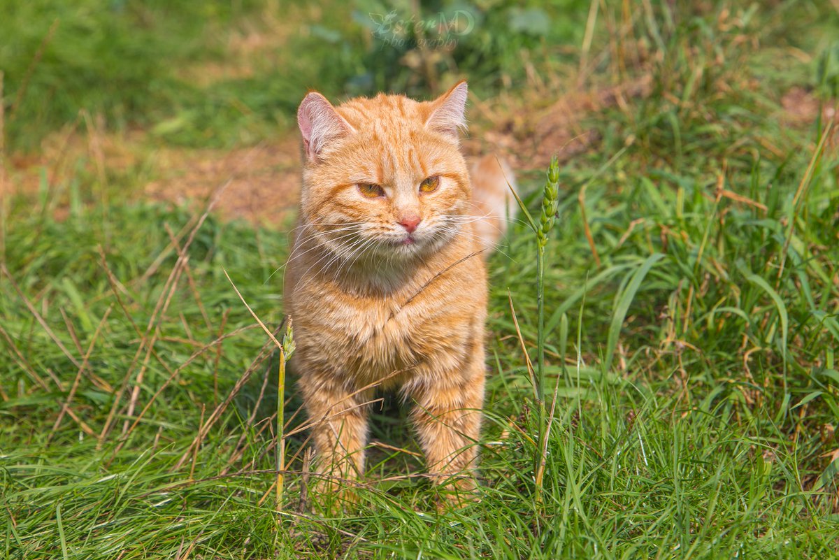 Ester Mira D. photography tweet media