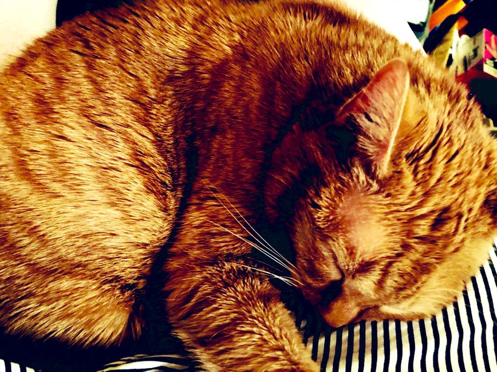 Marley McFurry tweet media