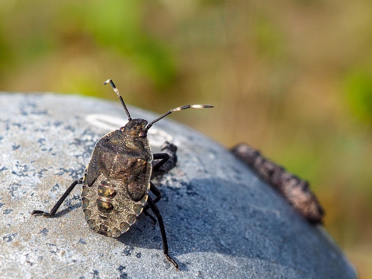 Mottled Shieldbug (Raphigaster nebulosa), seen at Swanscombe Peninsular. Still only a few sightings in the UK, mostly in London/South East. These are 2 different individuals, though within a meter of each other #SaveSwanscombe #sscampaign