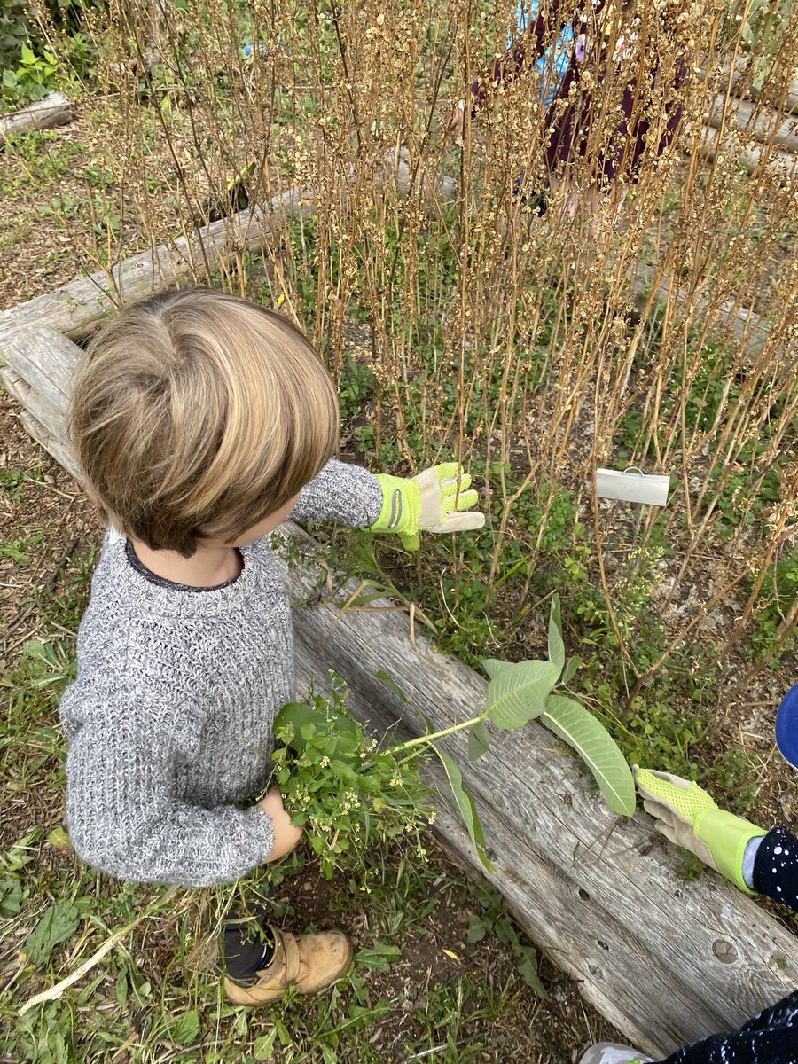 This morning the kindergartens spent time with <a href="/IslandOutdoorEd/">INSS</a> to learn about ways to care for our school gardens. We even got to jump right in and help with the weeding! Always so much fun learning in the outdoors - thanks for having us.
