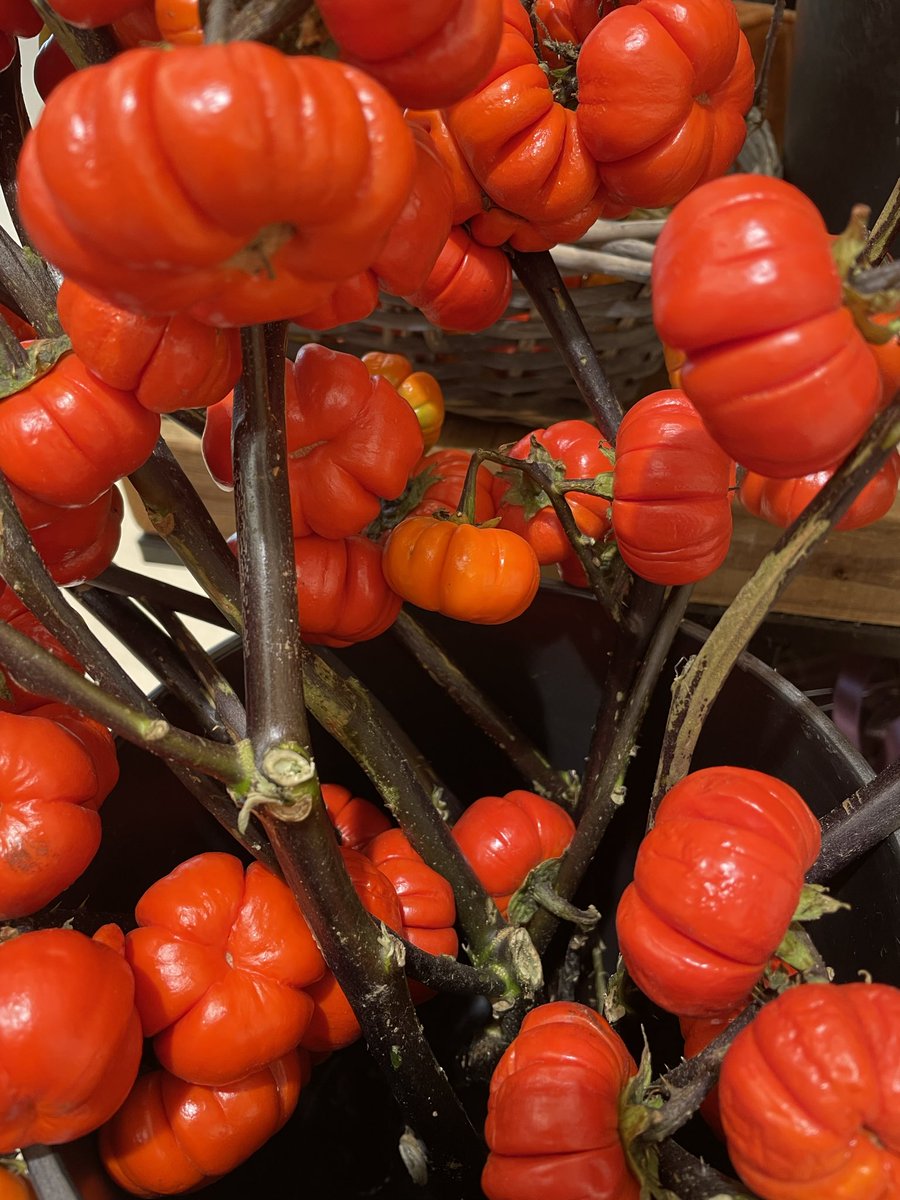 Teruri 様ご確認用 ソラナムパンプキン Acolhimentoemrede Org Br