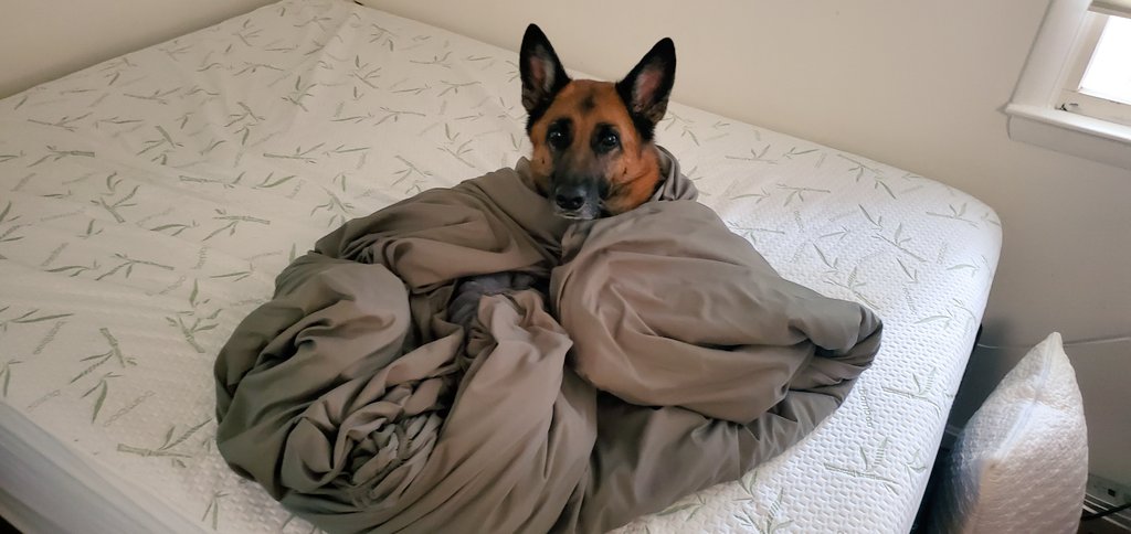German Shepherd Cafe tweet media