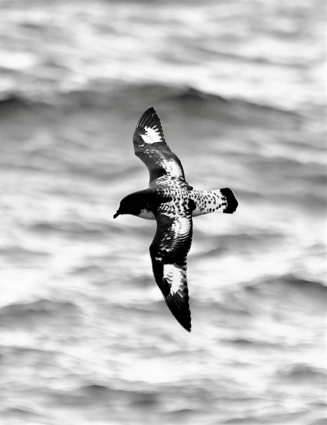 HazeloftheShire's tweet photo. Looking forward to seeing these beauties again soon ๐ฆ๐ถ #ExpeditionGuide #Birdwatching #BirdGuide #Seabirds #Penguins https://t.co/cr1NWAcKzH
