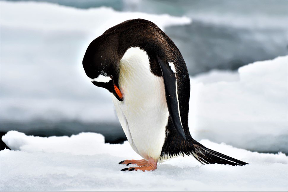 HazeloftheShire's tweet photo. Looking forward to seeing these beauties again soon ๐ฆ๐ถ #ExpeditionGuide #Birdwatching #BirdGuide #Seabirds #Penguins https://t.co/cr1NWAcKzH