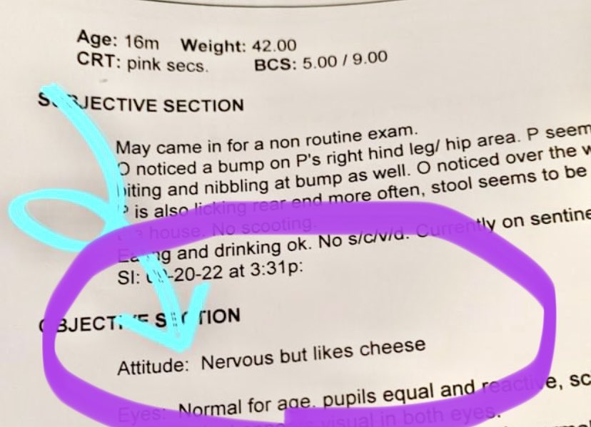 KFFDogs's tweet image. From the dog’s medical chart: