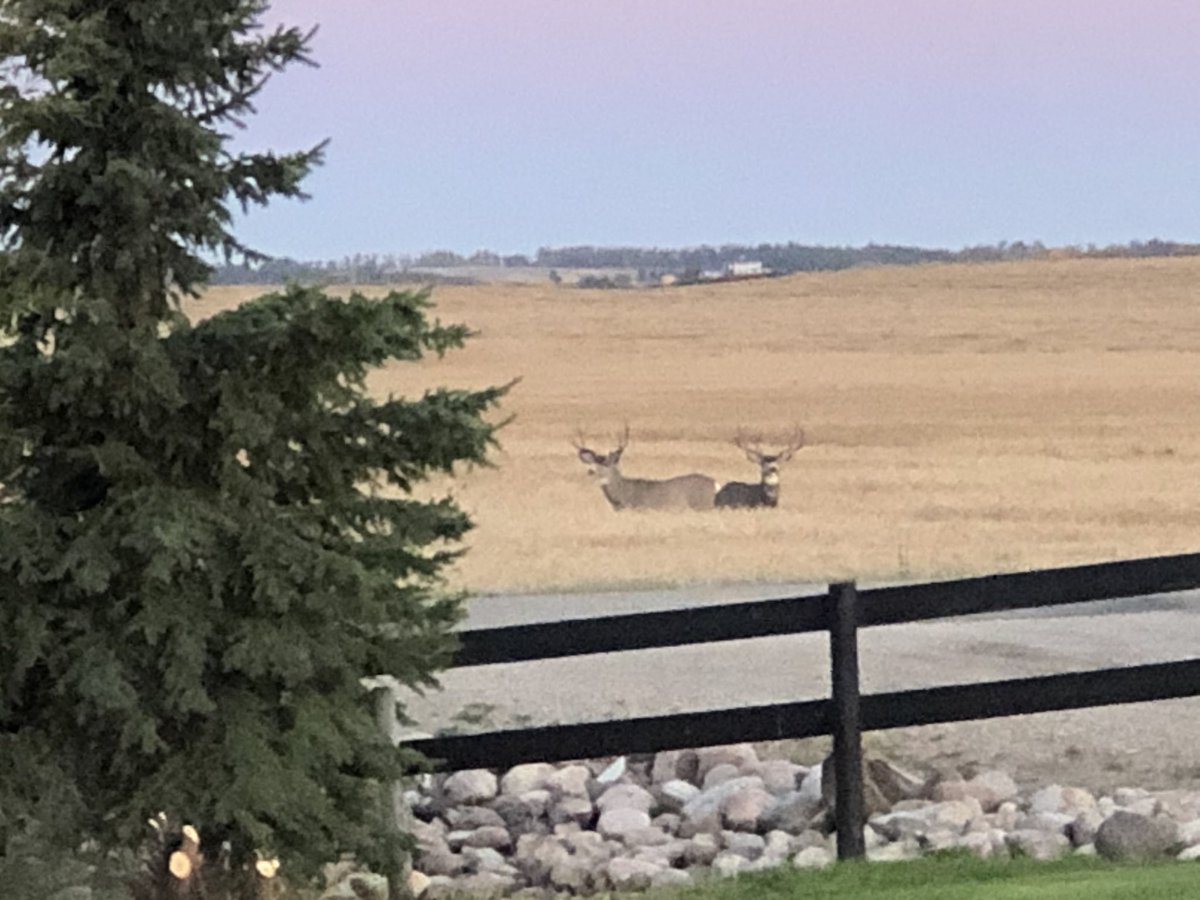 Devlinrc's tweet image. Nice of the neighbours to stop by and say good morning. Sure beats the view we had back in the GTA. God I love Alberta!